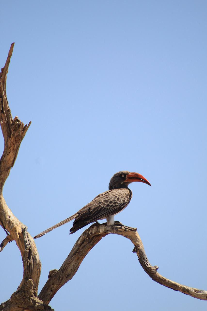 Crowned hornbill