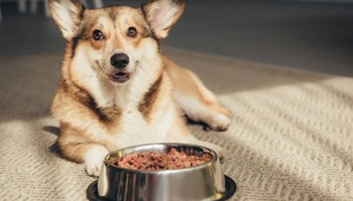 A well-fed corgi enjoying a nutritious meal — dog food subscriptions bring tailored recipes straight to your pet’s bowl.