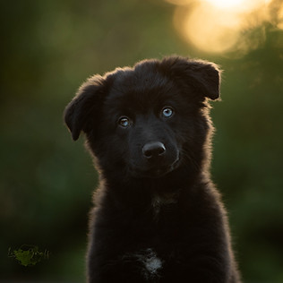Welpe, Aussie, Australian Shepherd, Hundefoto, Hundefotograf, Tierfotograf, Fotoshooting mit Hund, Hundeportrait, Rheinland-Pfalz