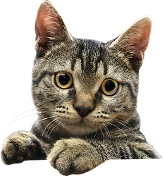 Gato.png