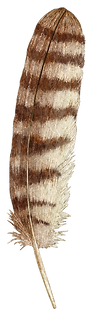 Owl Feather - illustrated asset.png