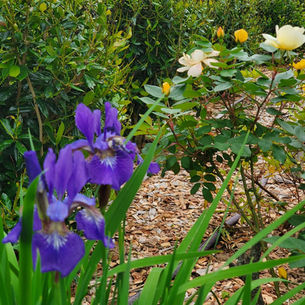 Summer's Acres is in full bloom!