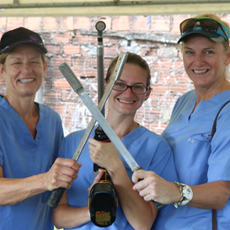 Veterinários americanos atendem cavalos gratuitamente no Recife