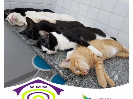 Vereadora apresenta projeto “Circuito dos Mercados” para castração de animais