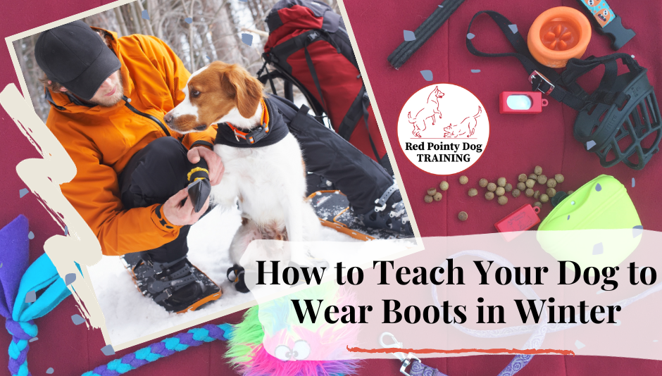 How to Teach Your Dog to Wear Winter Boots