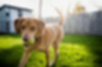 Happy dog in fenced yard coming when he is called with a ball in his mouth