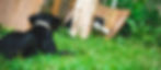 Dog Prey Drive Dog Chasing Cats