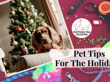 Pet Tips For The Holidays: How to Keep Your Dog Safe, Calm, and Happy During the Chaos