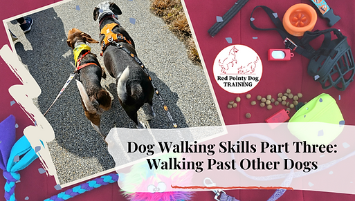 Dog Walking Skills Part Three: Walking Past Other Dogs