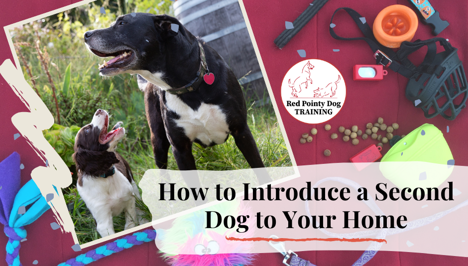 How to Introduce a Second Dog to your Home