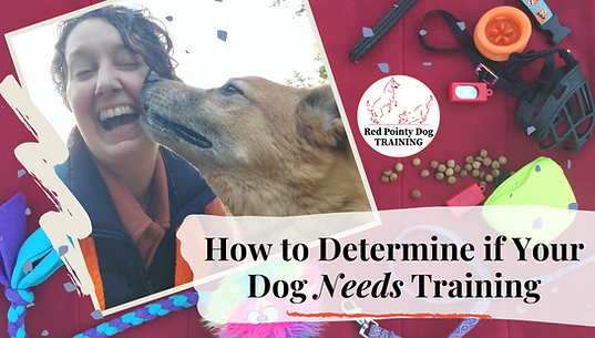 How to determine if your dog needs training