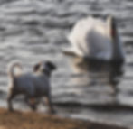 Predatory Behavior in Dogs Dog Chasing Birds