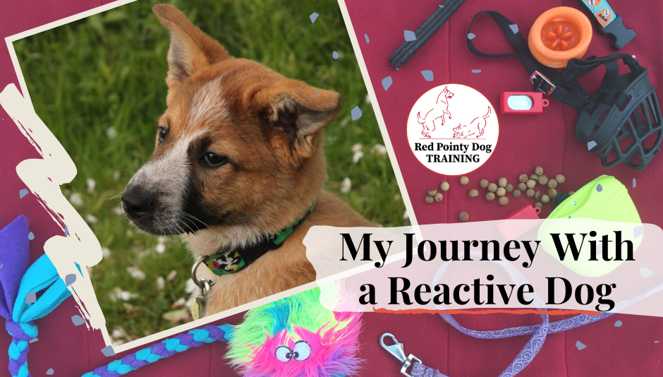 reactive dog collar