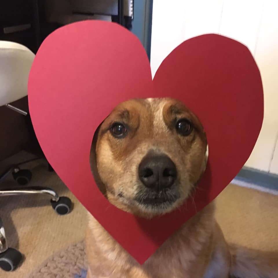 Celebrate valentine's day with your dog
