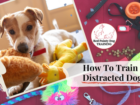 How To Train a Distracted Dog.
