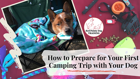 How to Prepare for Your First Camping Trip with Your Dog