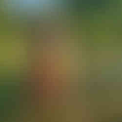 happy reactive dog on a walk