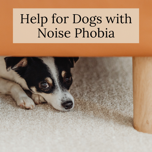 Help for Dogs with Noise Phobia, inar Recording RedPointyDogTraining
