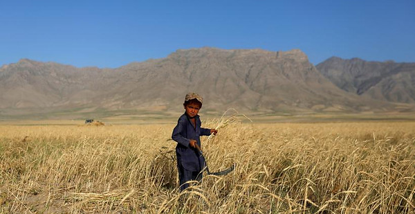 agriculture in the fertile crescent_InternationalBusinessTimes.jpg