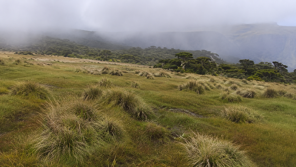 Highland grasslands