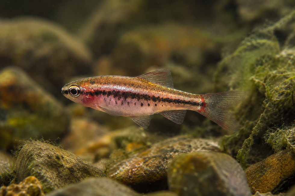 The Cherry Barb’s Secret: What a Familiar Red Fish Can Teach Us About Saving a Stream