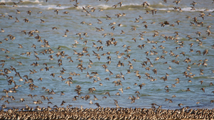 Protecting Global and Pacific Flyway Shorebirds
