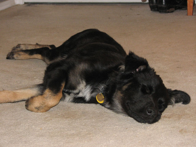 Brave and Inteligent Sakura. Brown and white pup lying on the floor sprawled out