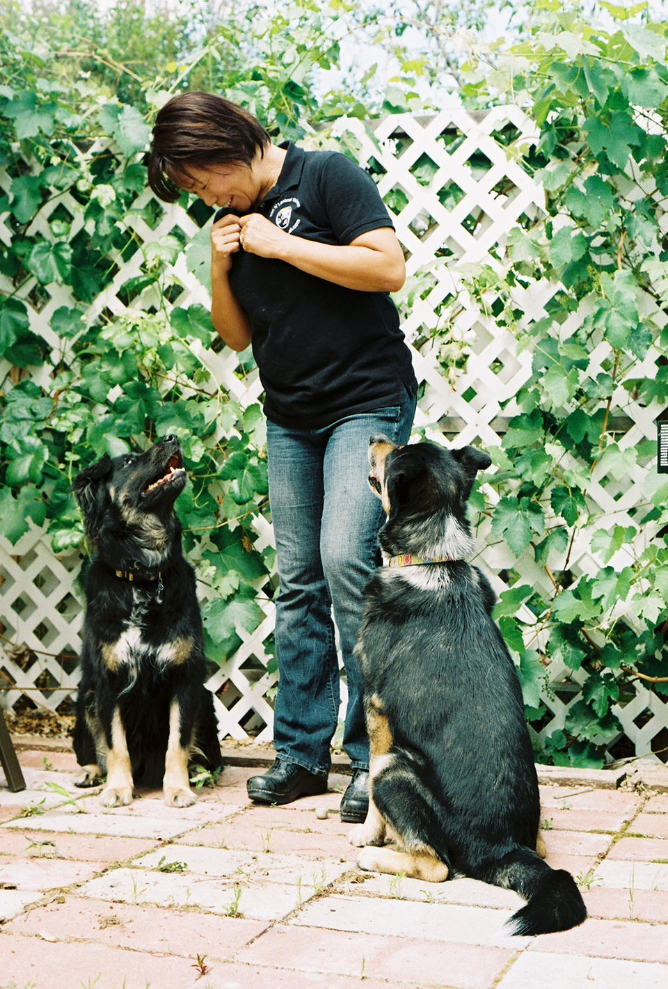 Always happy training, two dogs looking up sitting and waiting for a treat.