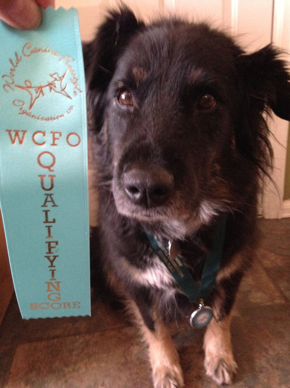 My proudest moment was when Sakura and I won second place in Canine Musical Freestyle. Pup sitting on floor with a ribbon that says WCFO Qualifying Score next to puppy.