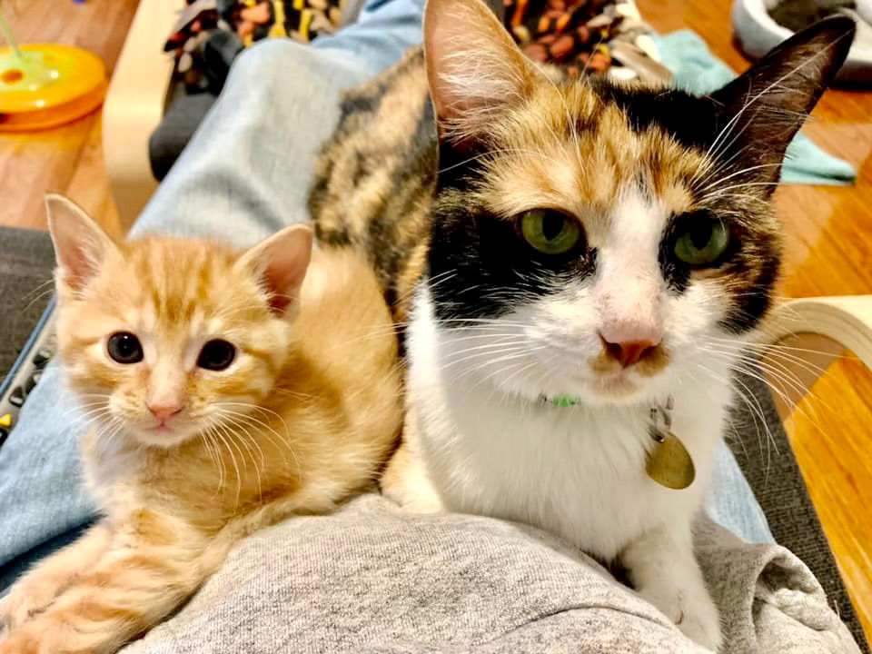 Calico cat and orange tabby kitten.
