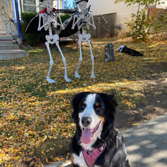 Puppy in front of skeleton decorations