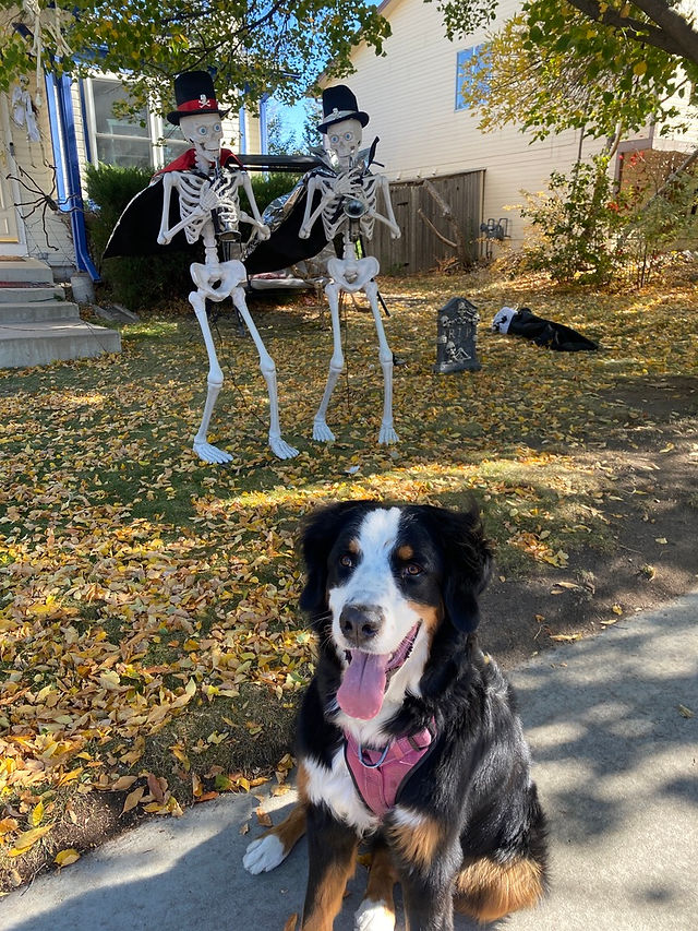 Puppy in front of skeleton decorations
