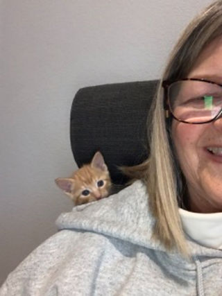 Orange tabby kitten peering over a shoulder of someone wearing a grey hoodie.