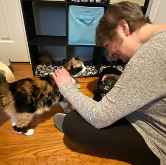 Calico cat behind petted