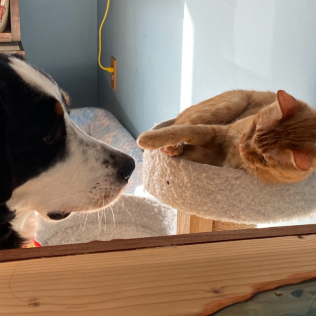 Senna and Ka-En, like "Tom & Jerry" on a cat tower with puppy's face near the cat.