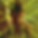 CARROSEL C SOL-01.png