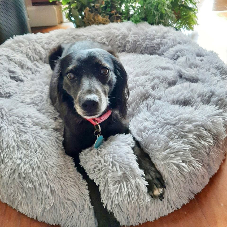 Thumbnail: Super Soft Dog Bed Plush For Large Dogs Round Cushion Pet Product Accessories