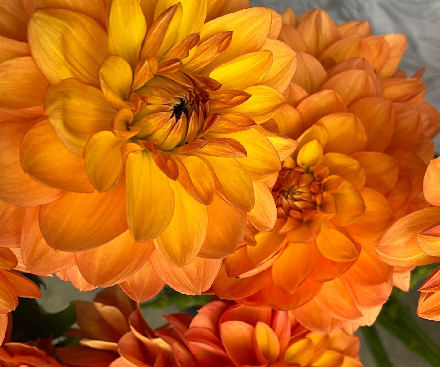 Gold Leader Dahlia Tuber