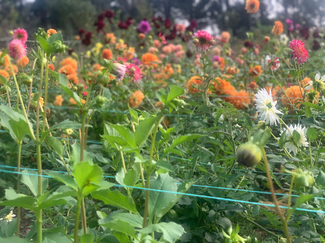 bee friendly flowers melbourne australia