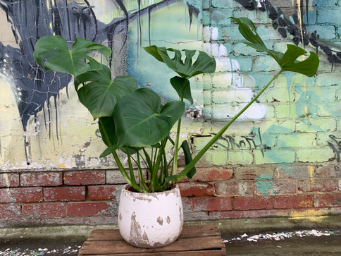 indoor plant