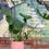Thumbnail: Monstera Deliciosa large plant +Glazed Concrete Pot