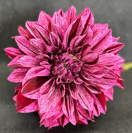 buy dahlia tubes