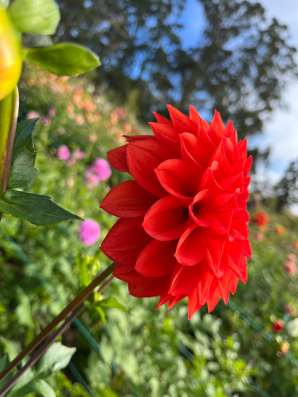 Thumbnail: Hot Shot Dahlia Tuber