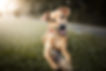 adocao-de-animais-CRED-iStock_Capuski.jpg
