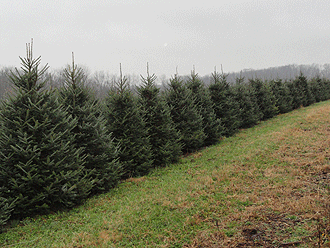 Woodridge Tree Farm