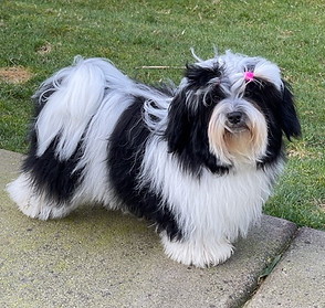 Dog standing in yard