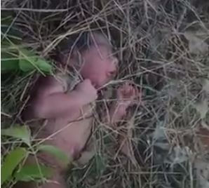 Encuentran a bebe recién nacida en un potrero