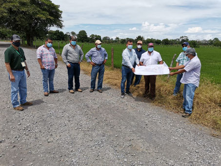 Exploran Posibilidad de Cultivar Piña en Alanje