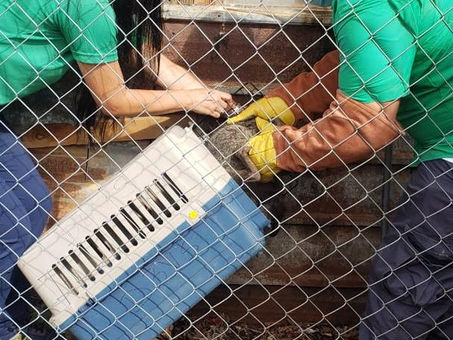 Técnicos de Miambiente Chiriquí rescatan un  mapache 