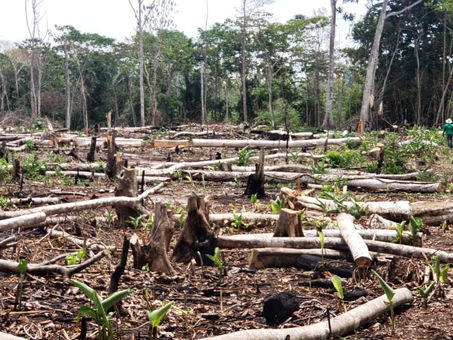 MiAmbiente investiga tala ilegal y quema en fincas